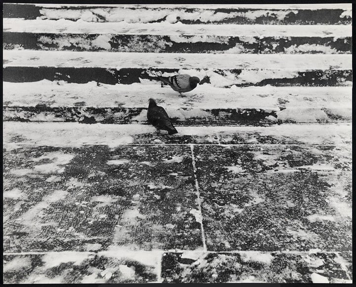"Gelo sul Selciato" (Birds on snowy steps)