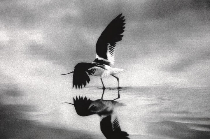 American Avocet, Farmington Bay, Great Salt Lake, Farmington, Utah 2005