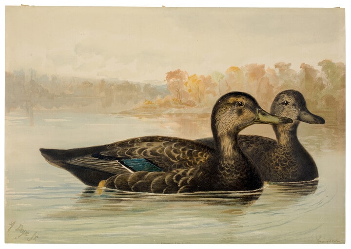 Black Duck