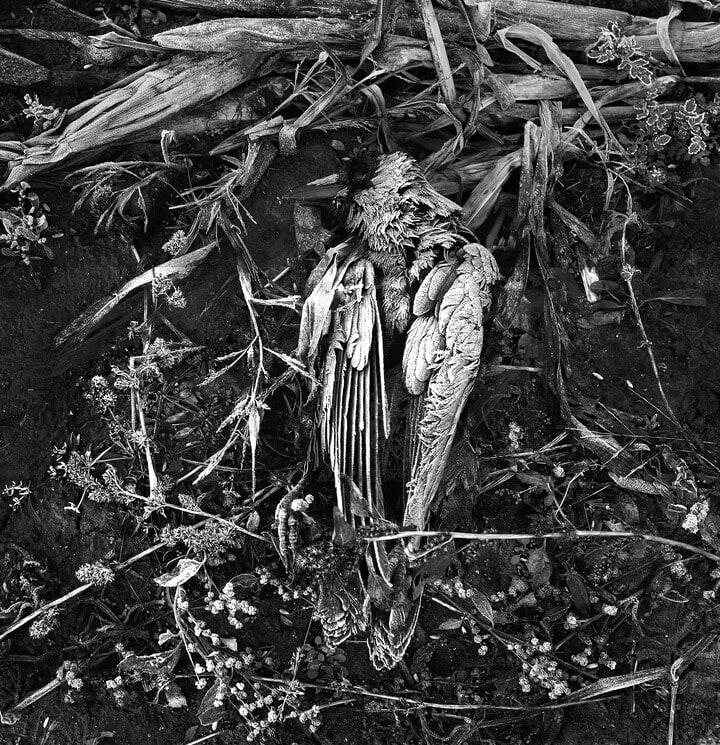 Dead Crow with Frost, The Meadows