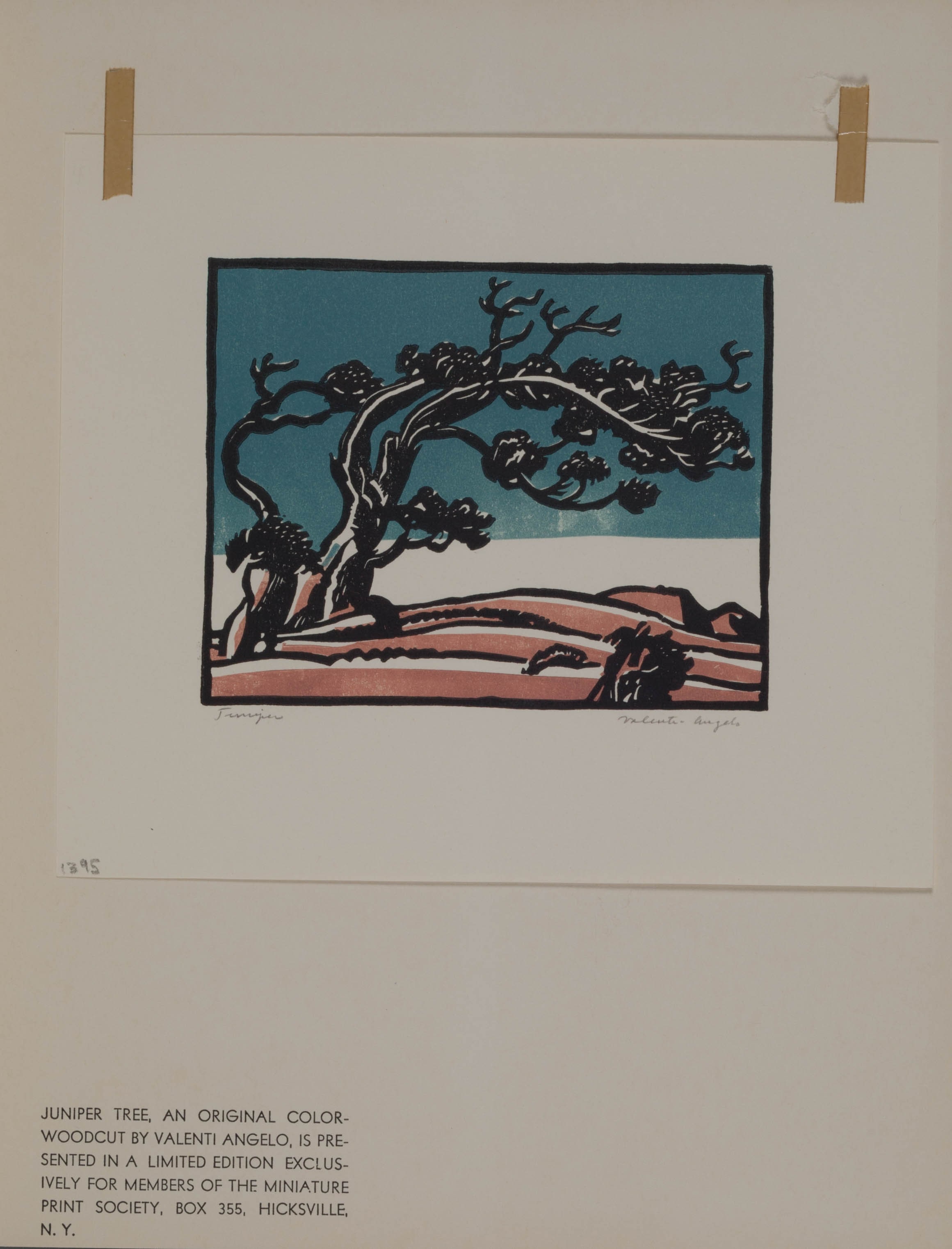 Juniper Tree