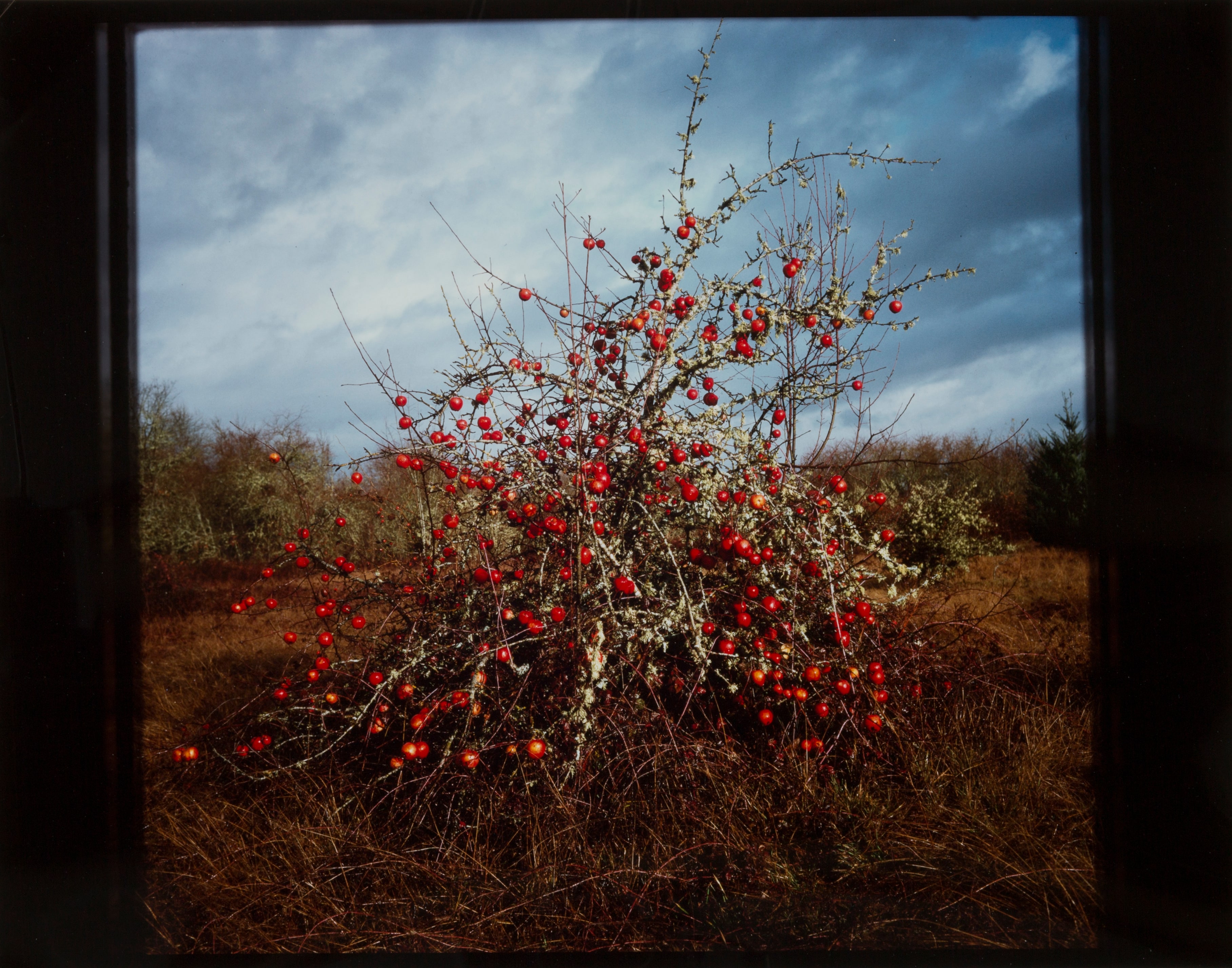 Winter Apple Tree