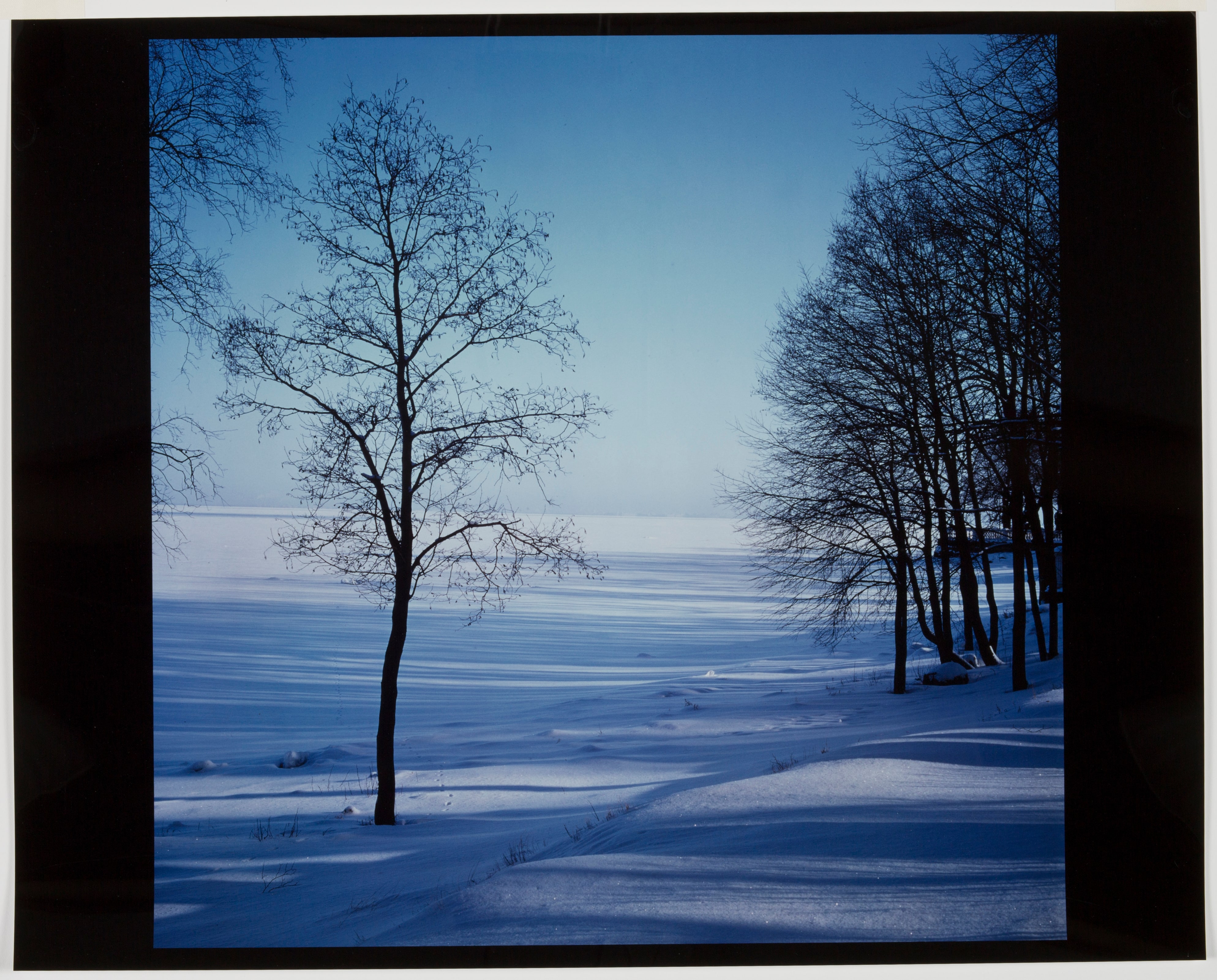 Birch Tree, Gulf of Finland, St. Petersburg
