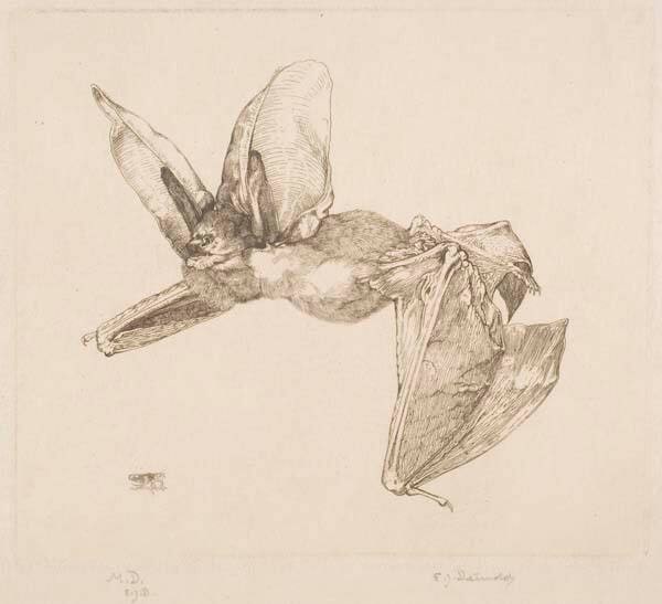 Long-Eared Bat