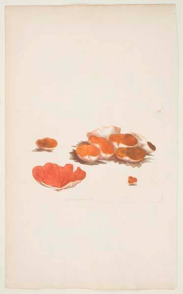 Untitled (Orange fungi)