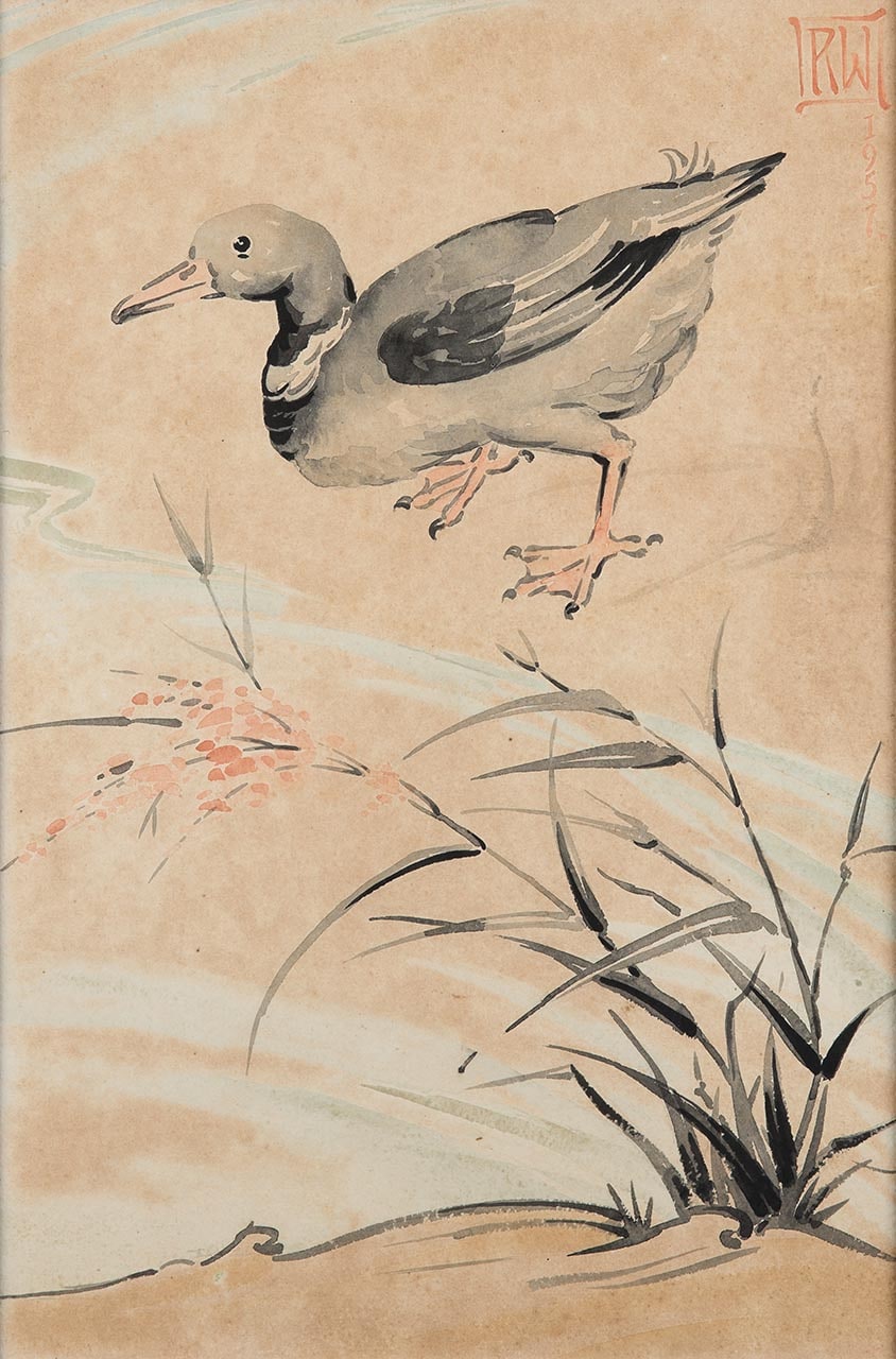 Duck