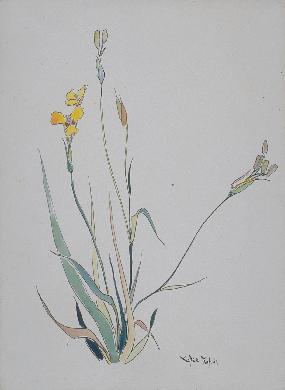 Orchids