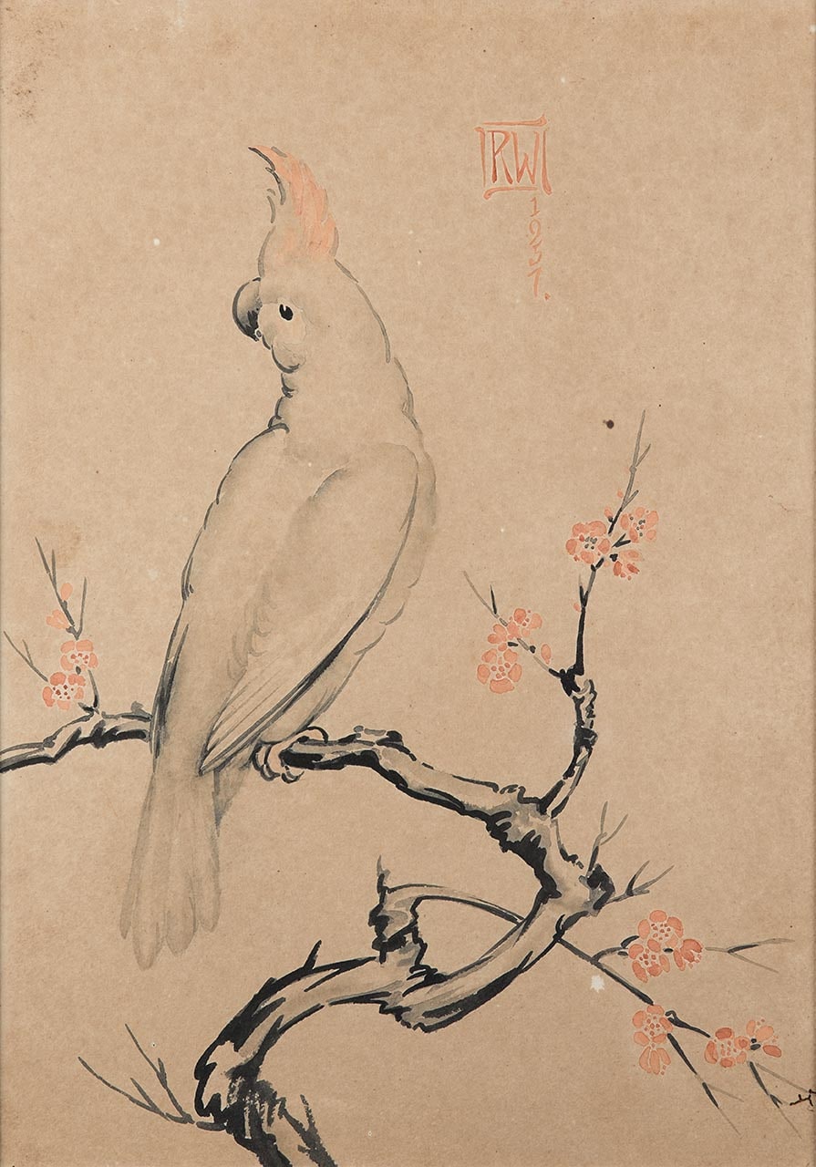 Cockatoo