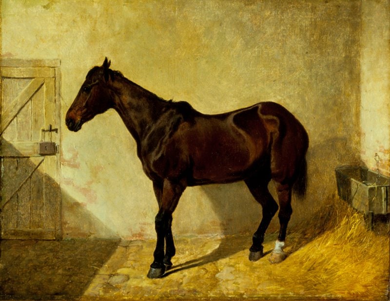 Horse
