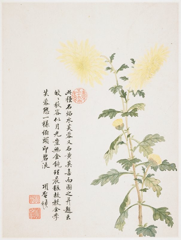 Hibiscus from a Flower Album of Ten Leaves