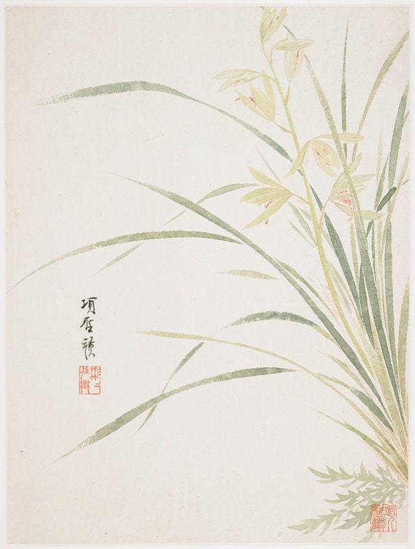 Epidendrum Blossom from a Flower Album of Ten Leaves