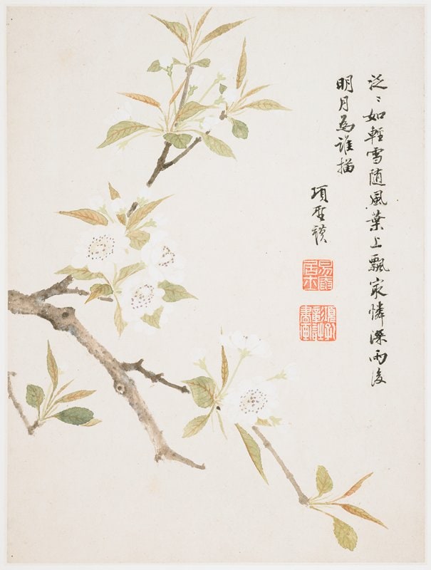 Pear Blossom from a Flower Album of Ten Leaves