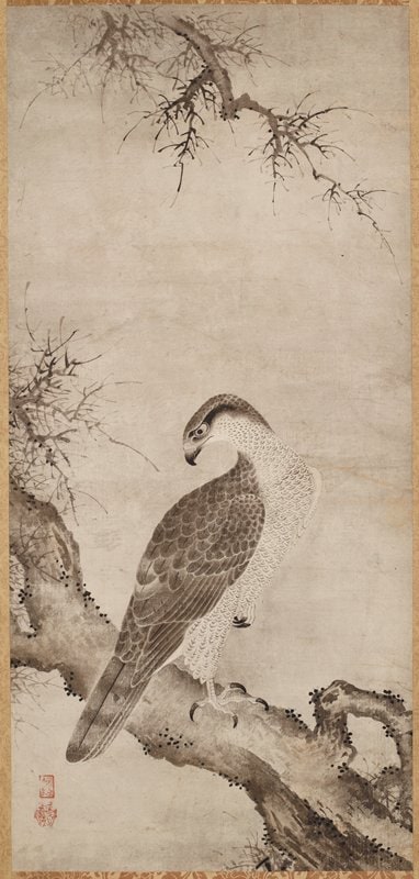 Hawk