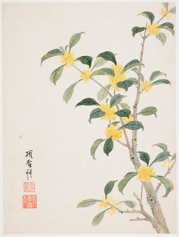 Cassia Blossom from a Flower Album of Ten Leaves