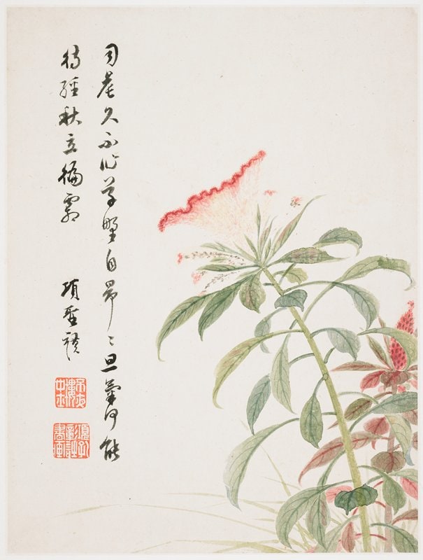 Cock's-comb from a Flower Album of Ten Leaves