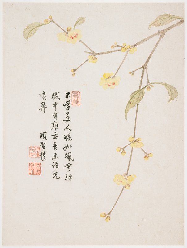 Wintersweet Blossom from a Flower Album of Ten Leaves