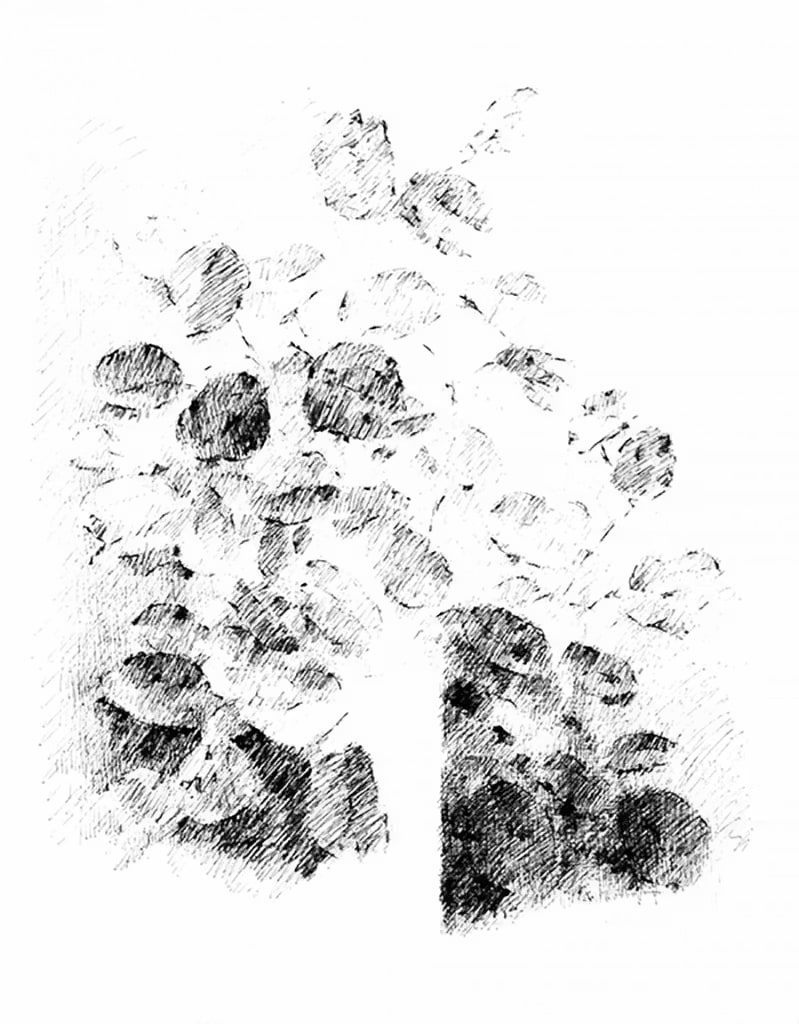 Still Life and Light