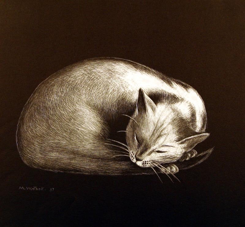 Young Cat Sleeping