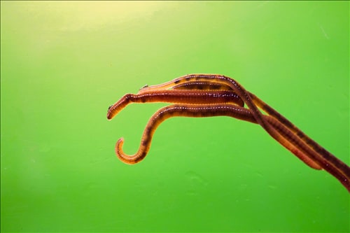 Worms on the Green, from GELI (Gift Edition Long Island)