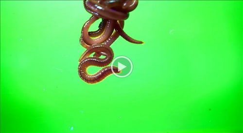 Worms on the Green, from GELI (Gift Edition Long Island)
