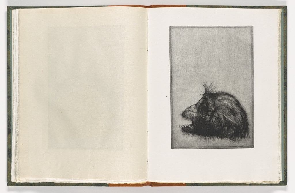 Plate (folio 22) from The Monkey