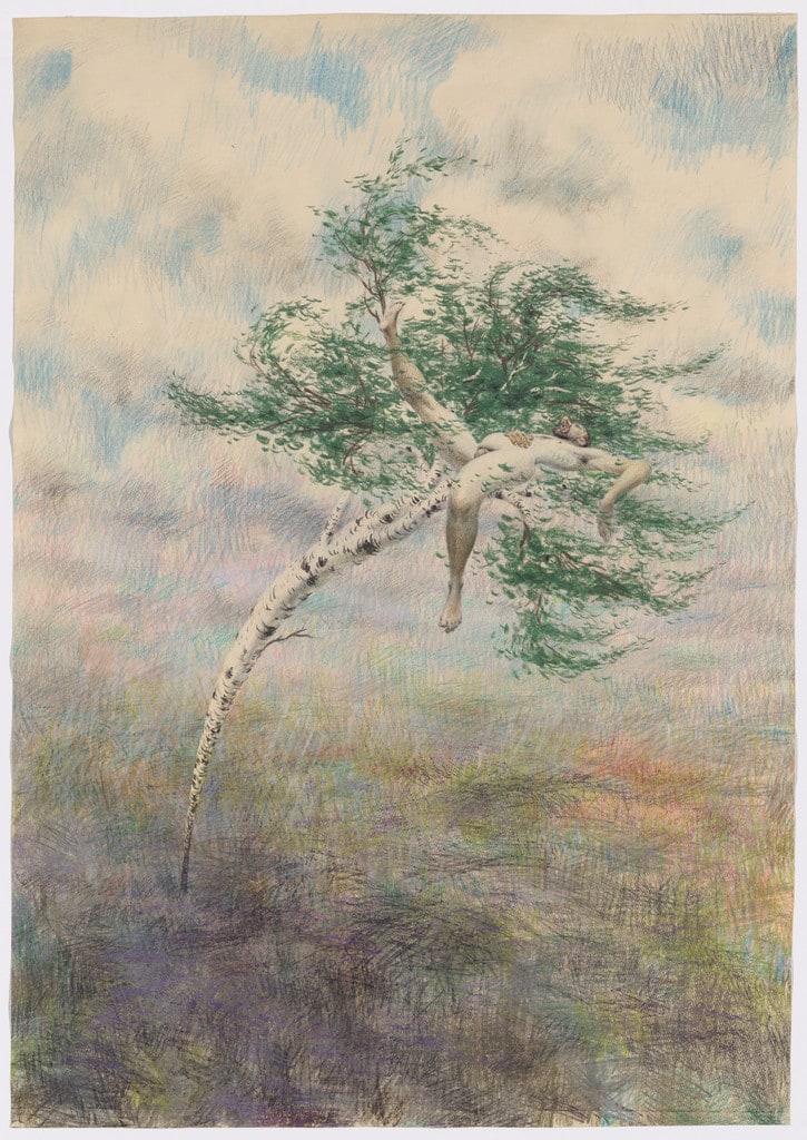Birch Tree