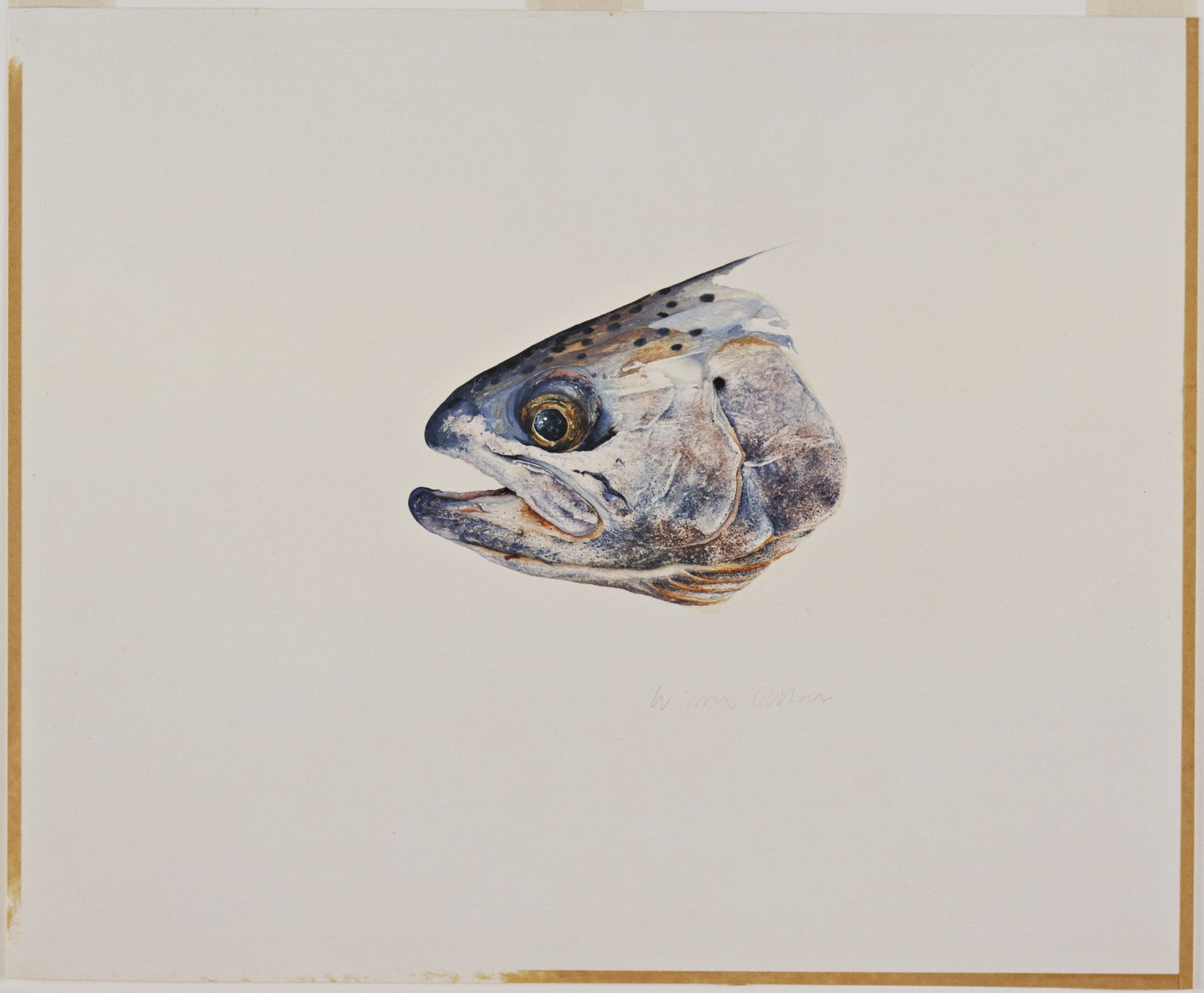 Rainbow Trout Head - Hauser Lake Montana