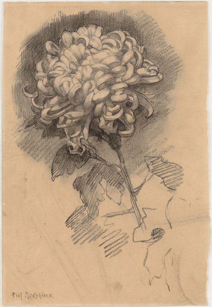 Chrysanthemum (recto) and Head in Profile (verso)