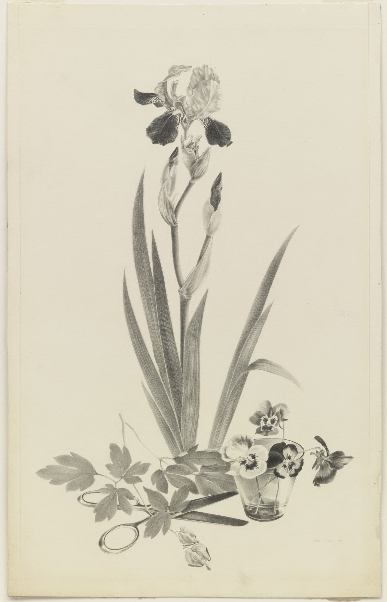 Iris and Pansies