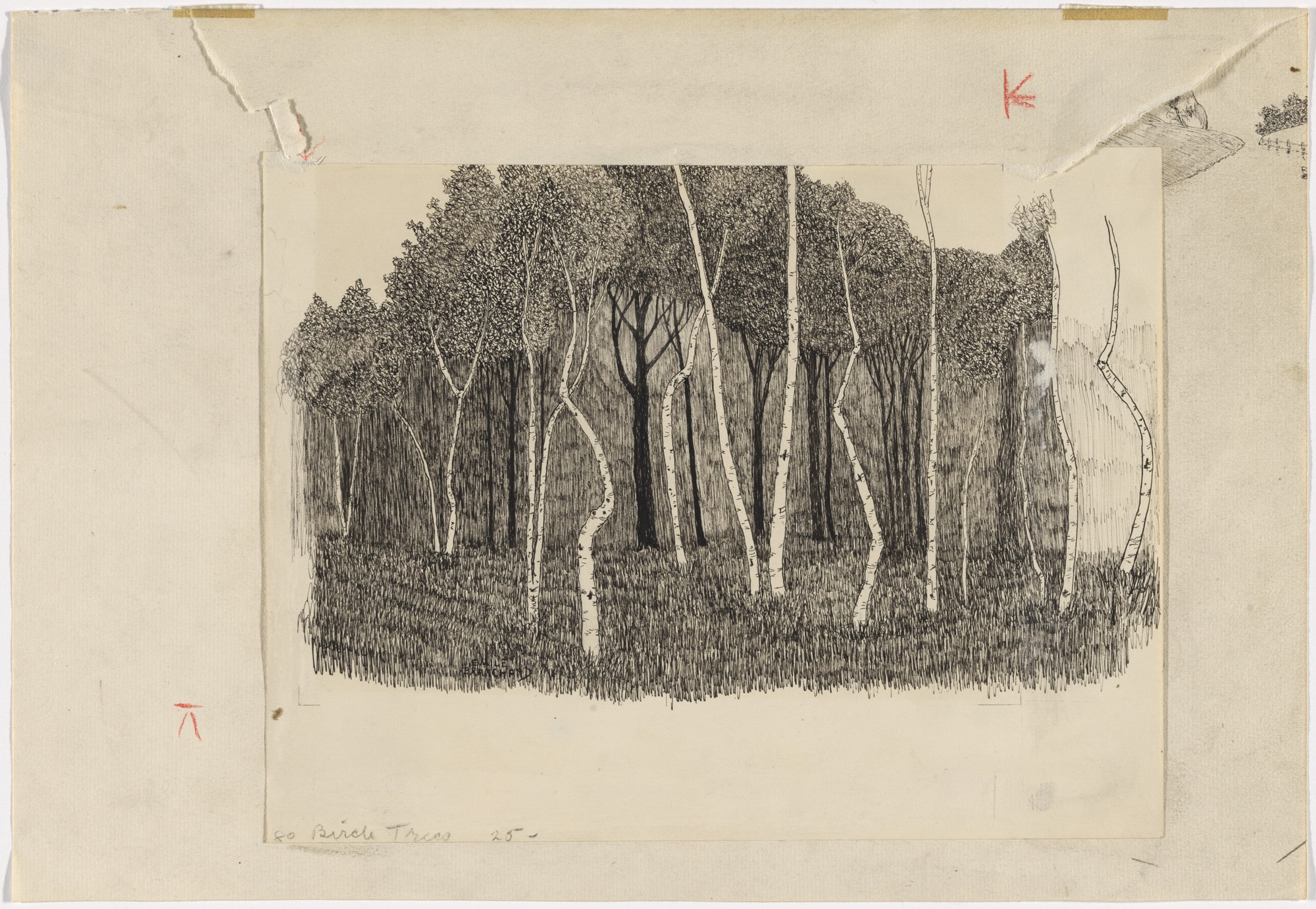 Birch Trees