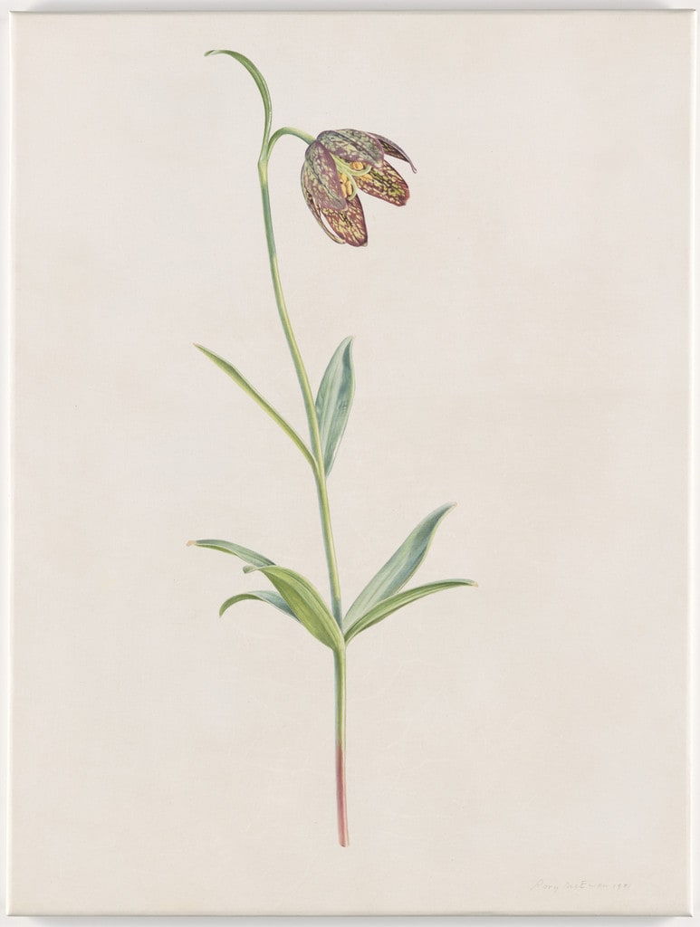 Fritillaria Lanciolata