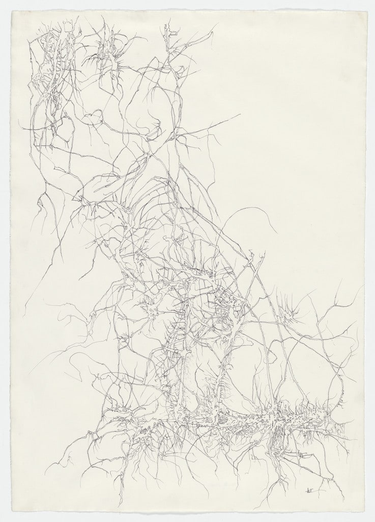 Winter Vine