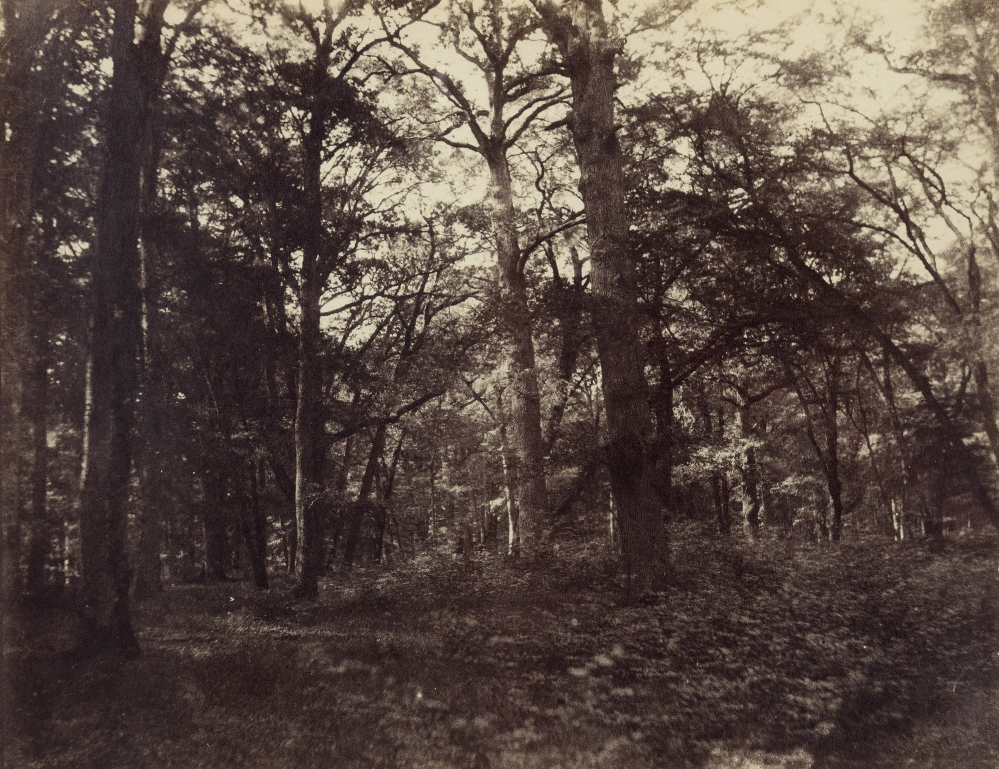Forest of Fontainebleau, Great Forest of Cedars, West of Teniet-el-Had, Algeria