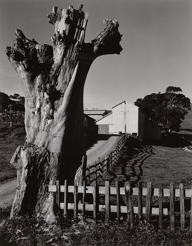 Stump and Barn, Bolinas, California