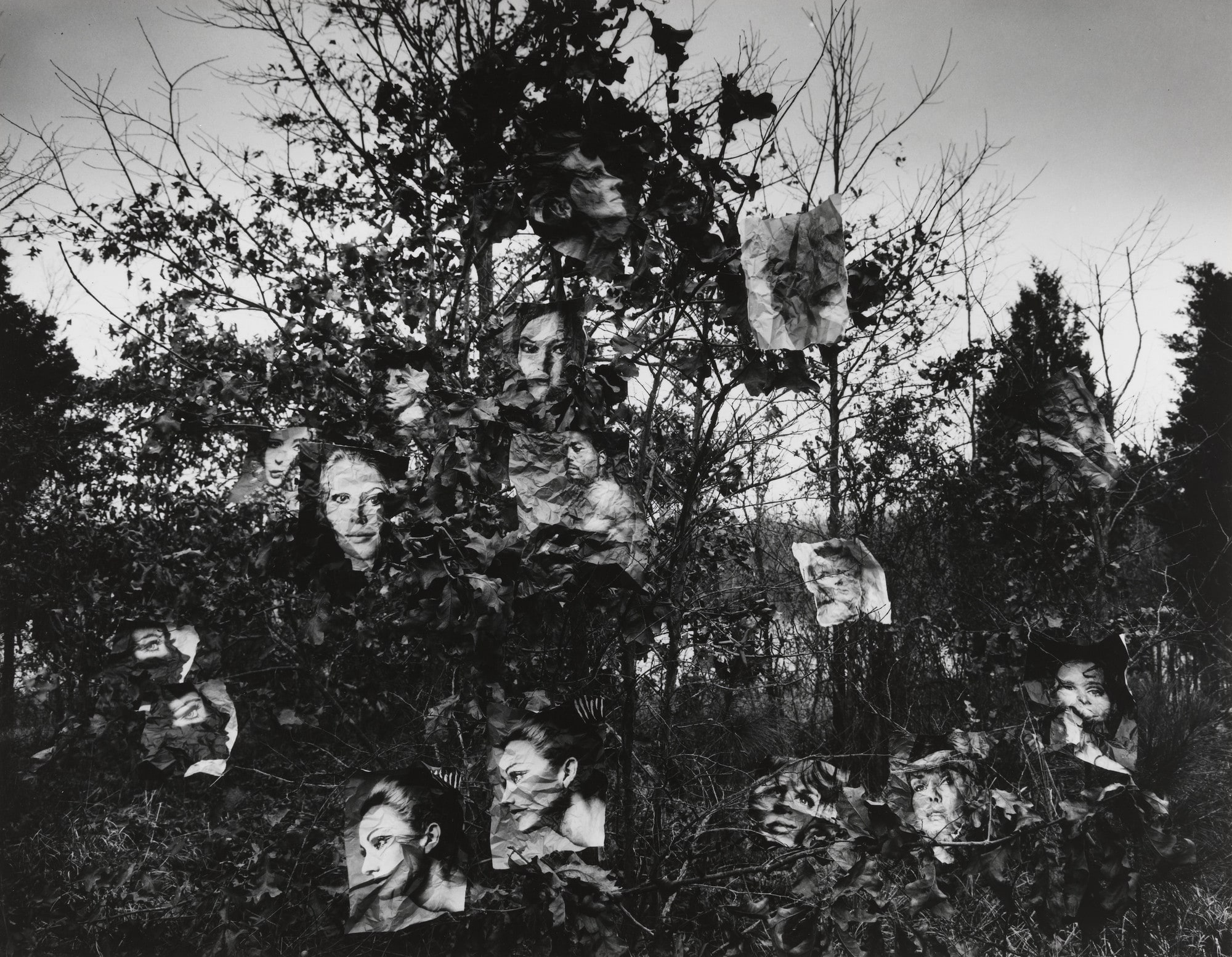 Faces in Tree #1