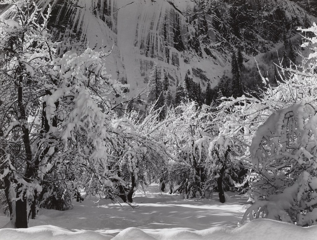 Orchard, Winter, Yosemite National Park, California