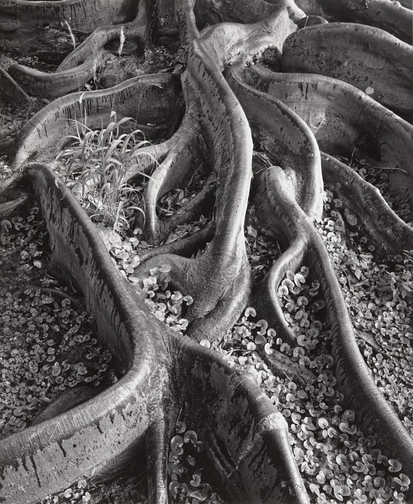 Roots, Foster Gardens, Honolulu