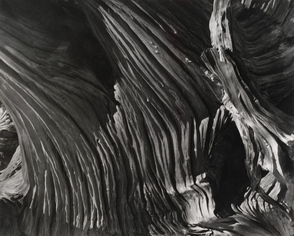 Wood Pattern, High Sierra