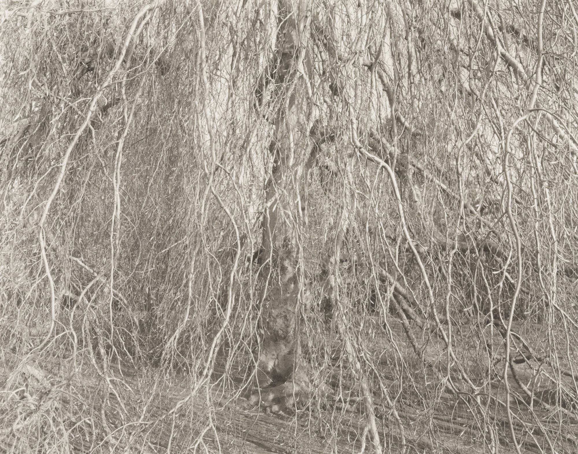 Tree, New Haven
