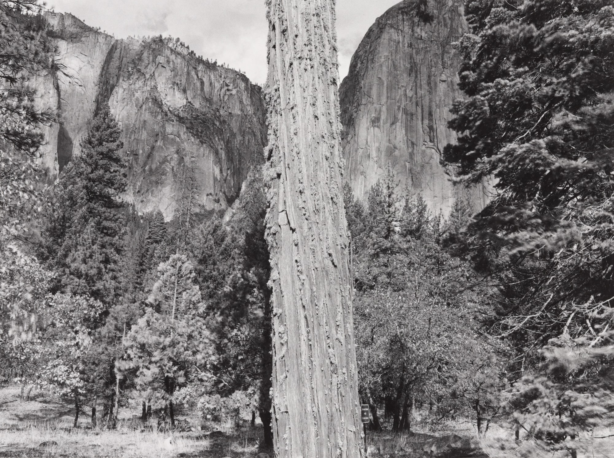 Tree, Yosemite National Park