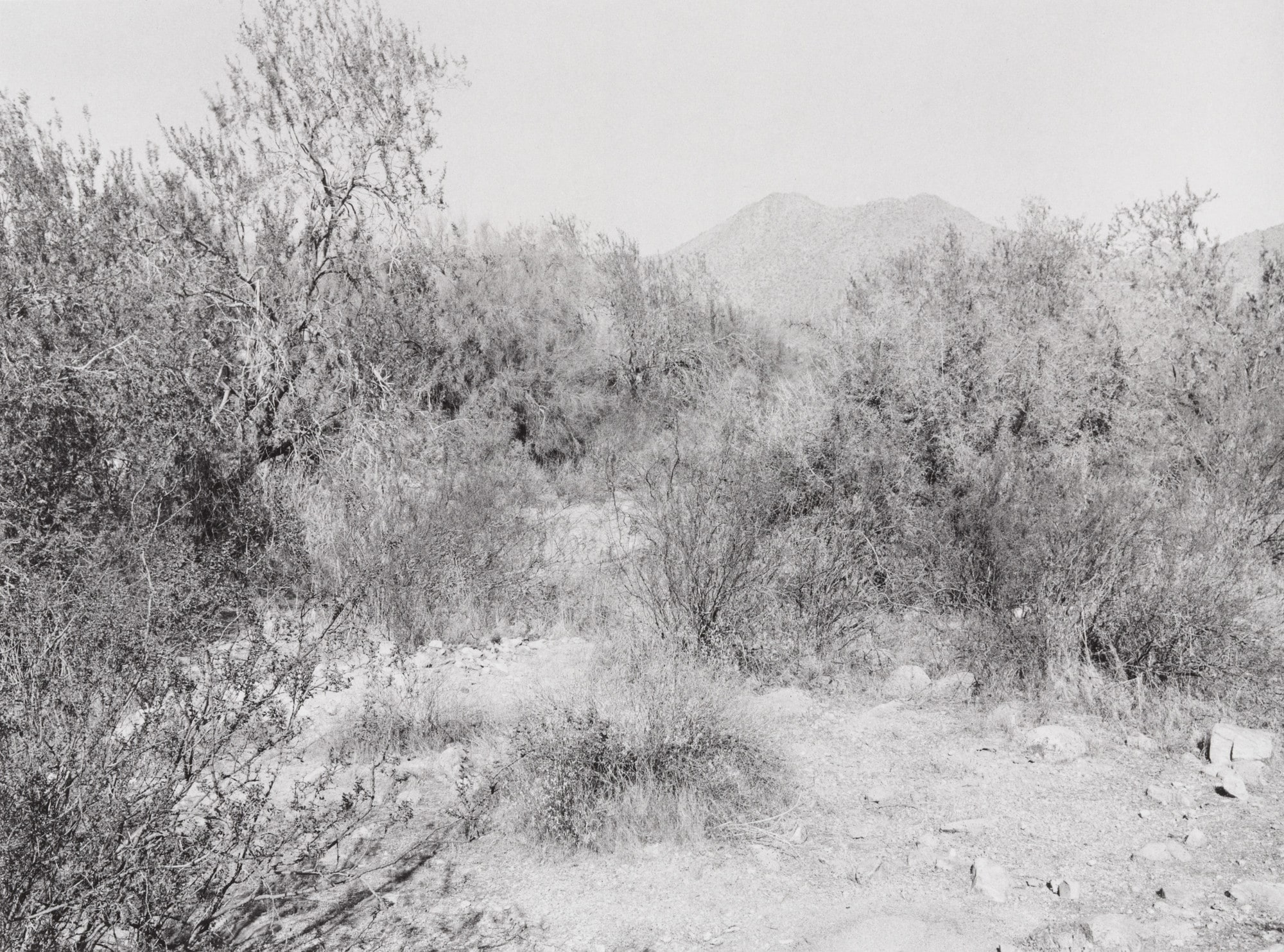 Arizona Desert III