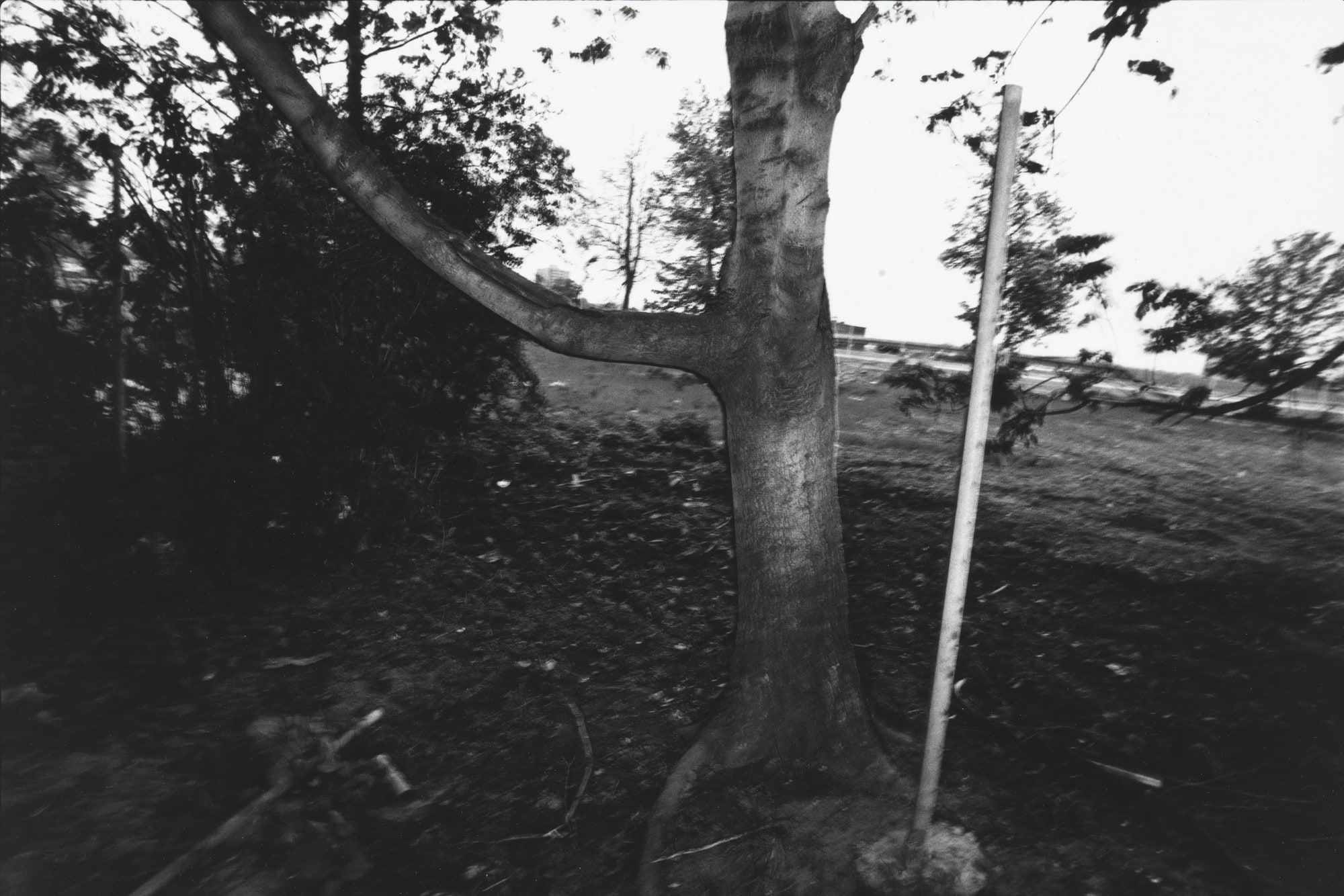 Tree, Rochester, New York