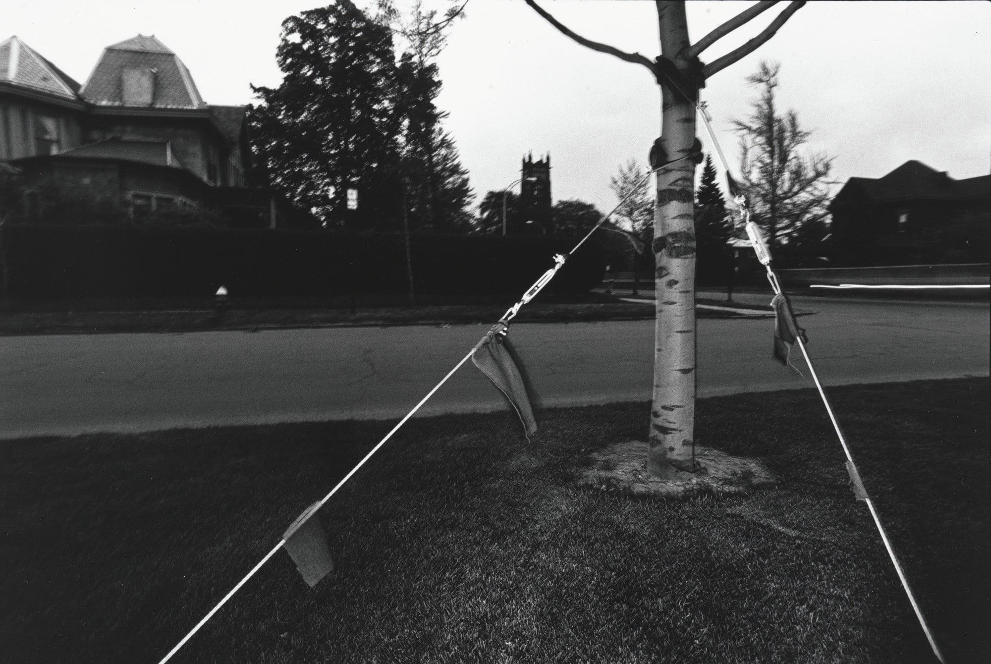Tree, Rochester, New York