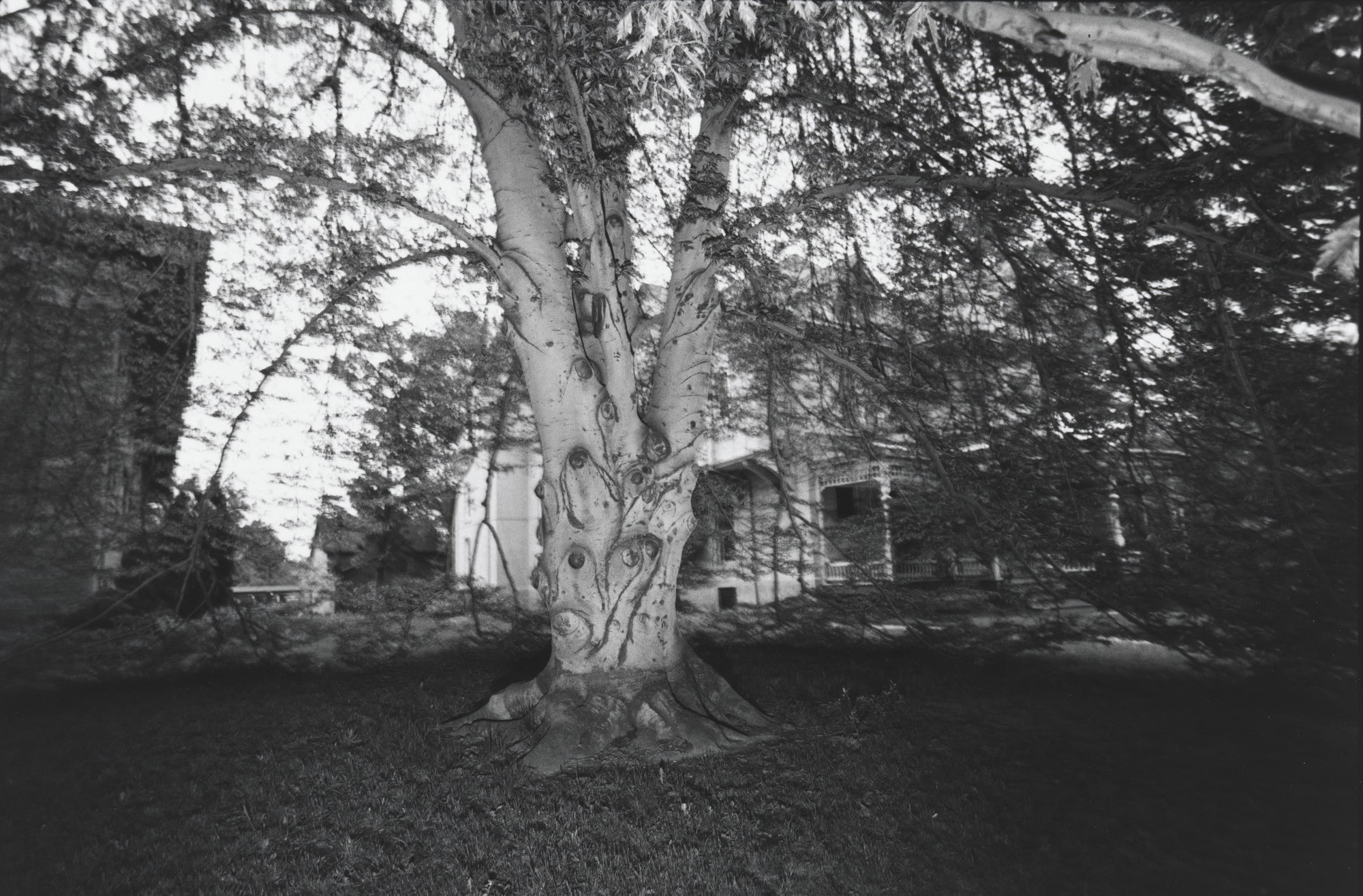 Tree, Rochester, New York