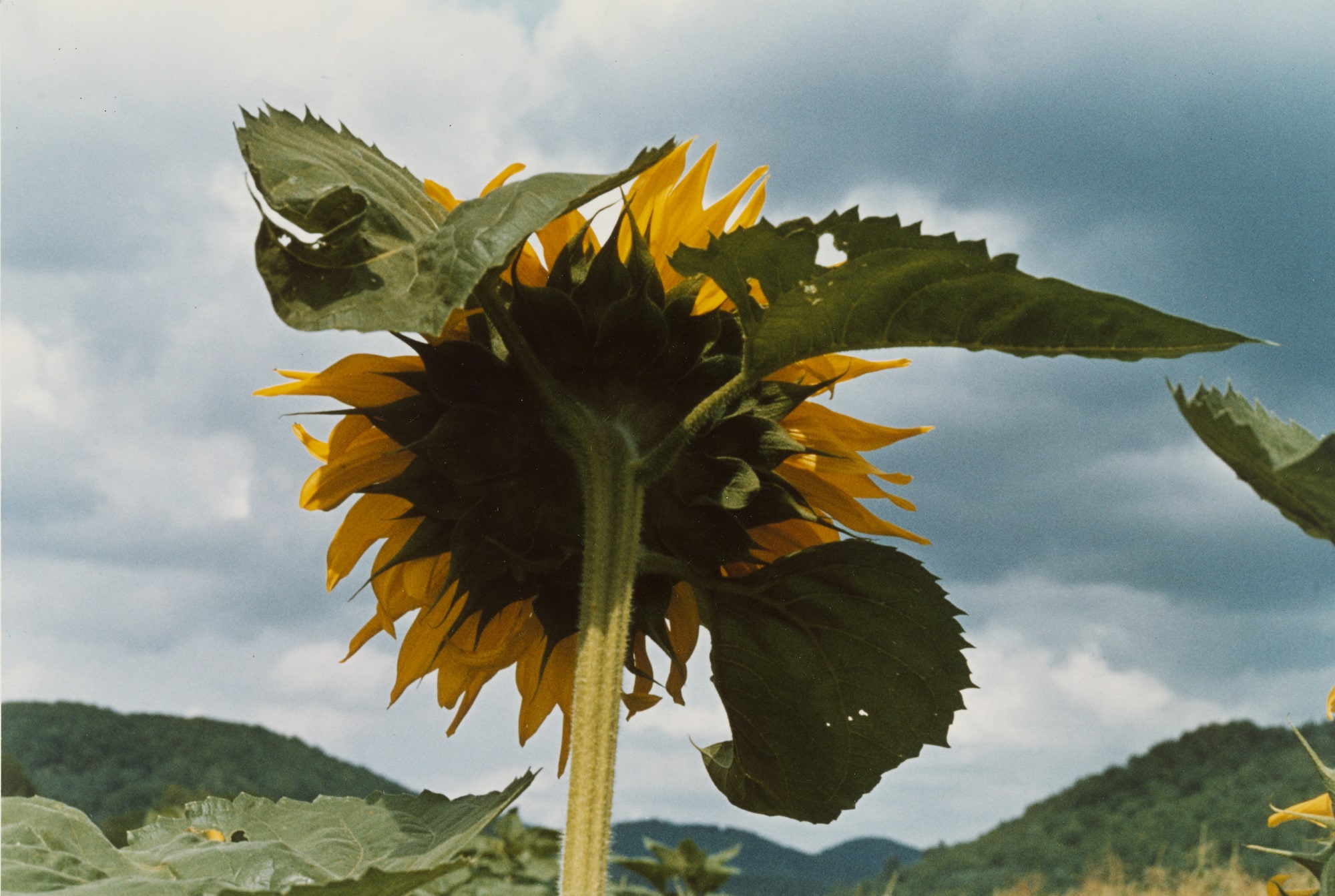 Sunflower I