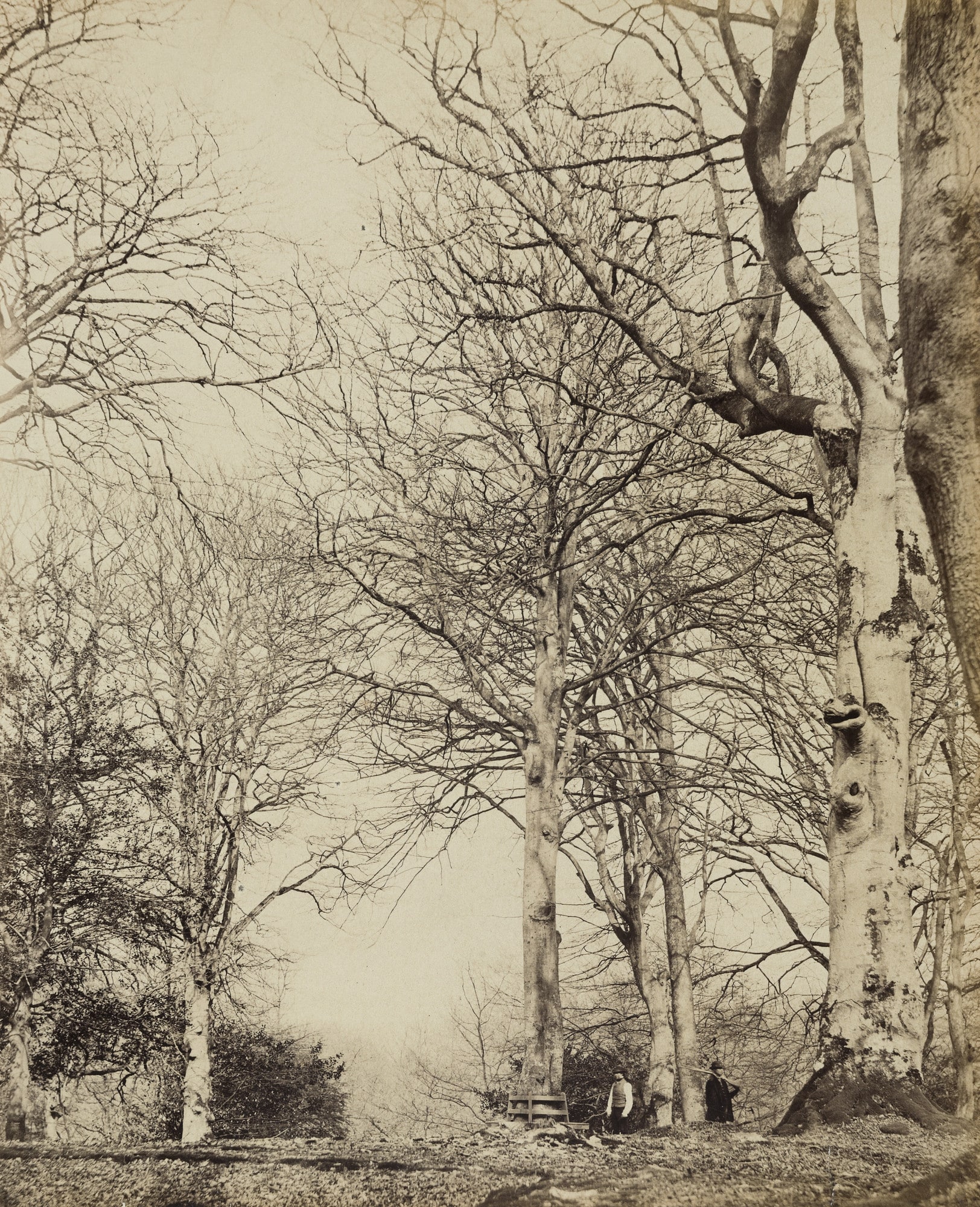 Queen Adelaide's Beech