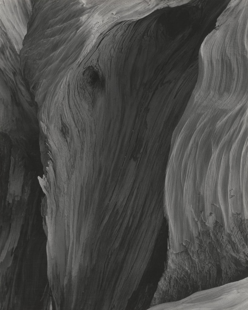 Weathered Timberline, Foxtail, Sierra Nevada