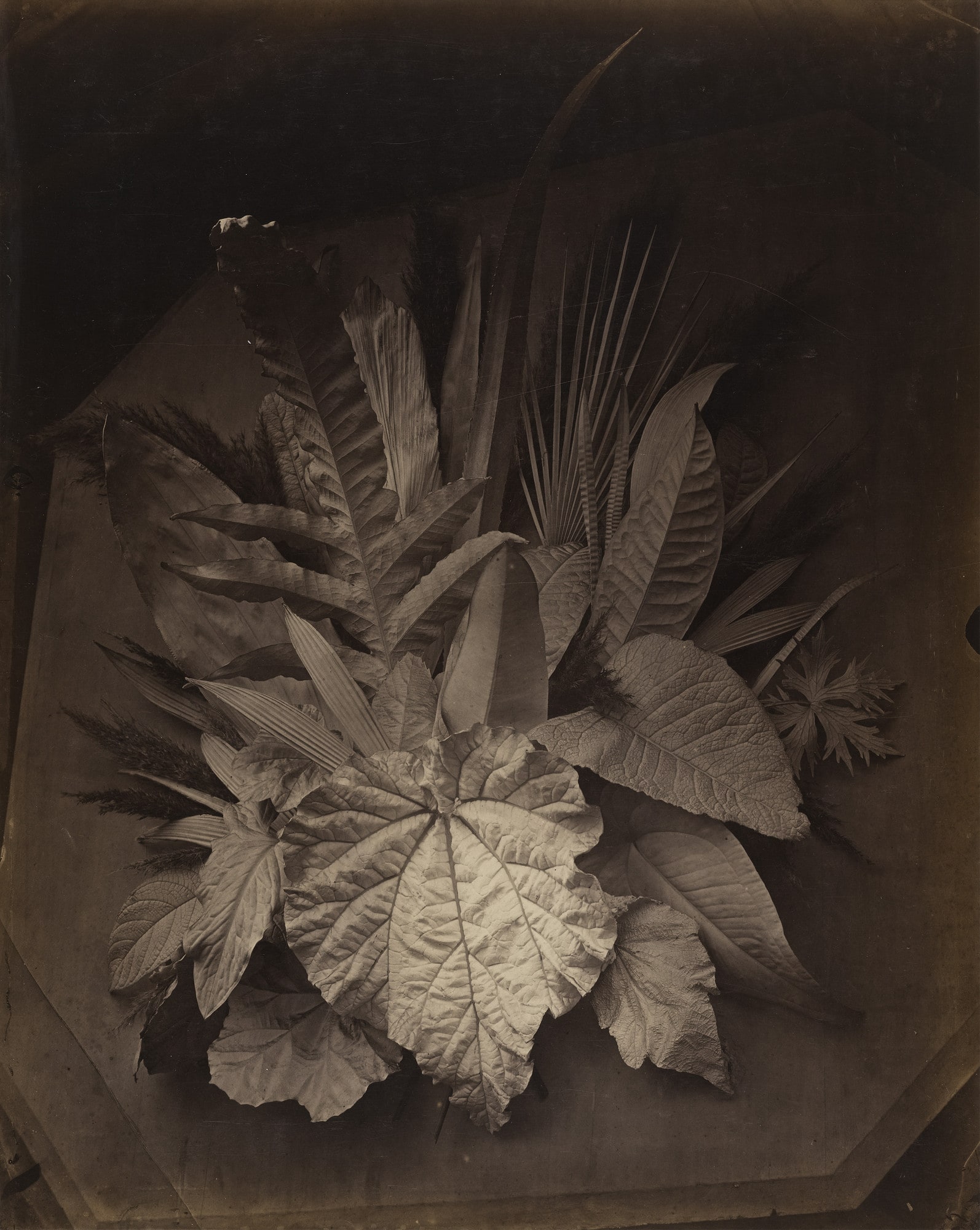 Leaf Arrangement with Foreshortening