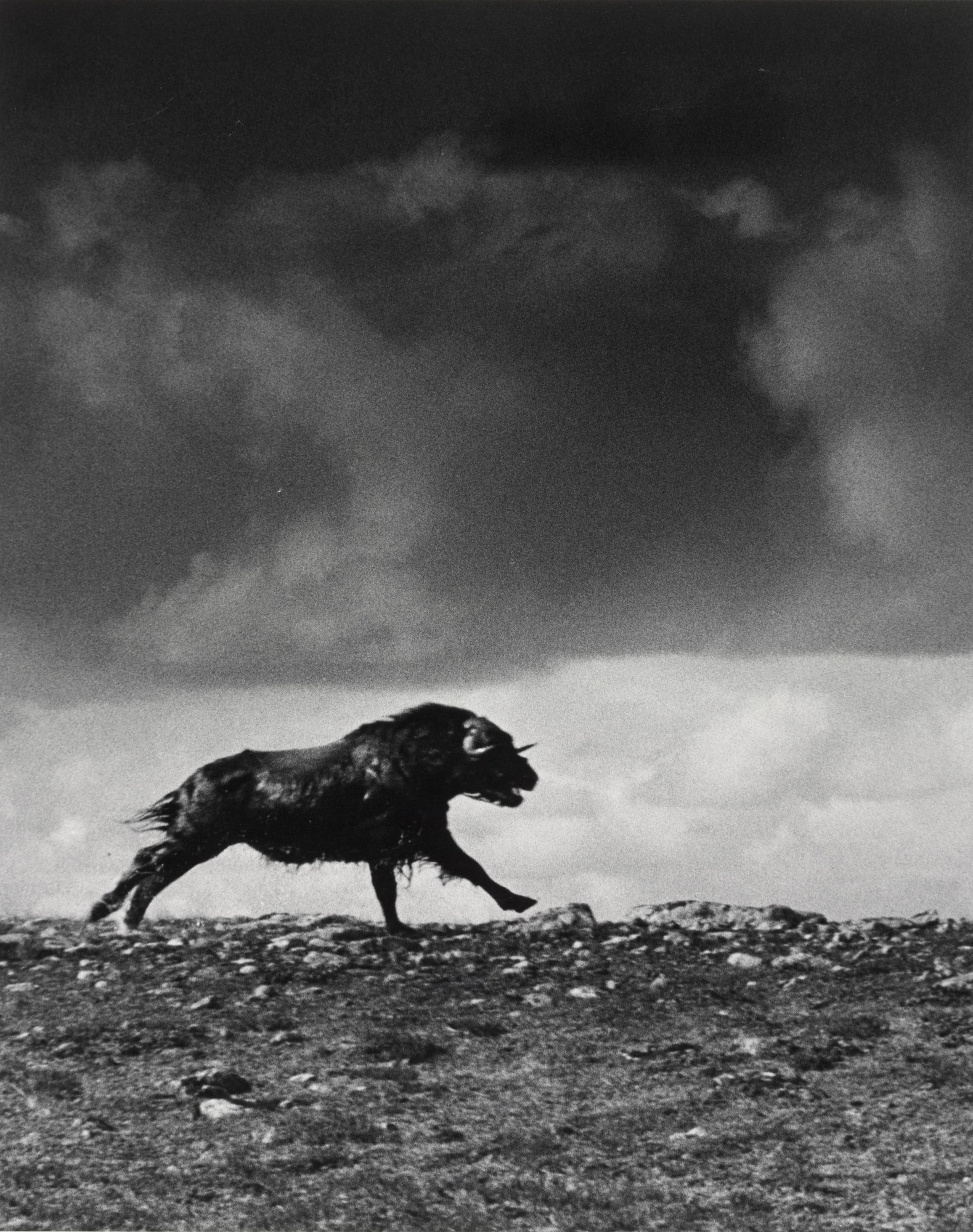 Musk Ox Bull in Panic, Northern Canadian Tundra, Musk ox