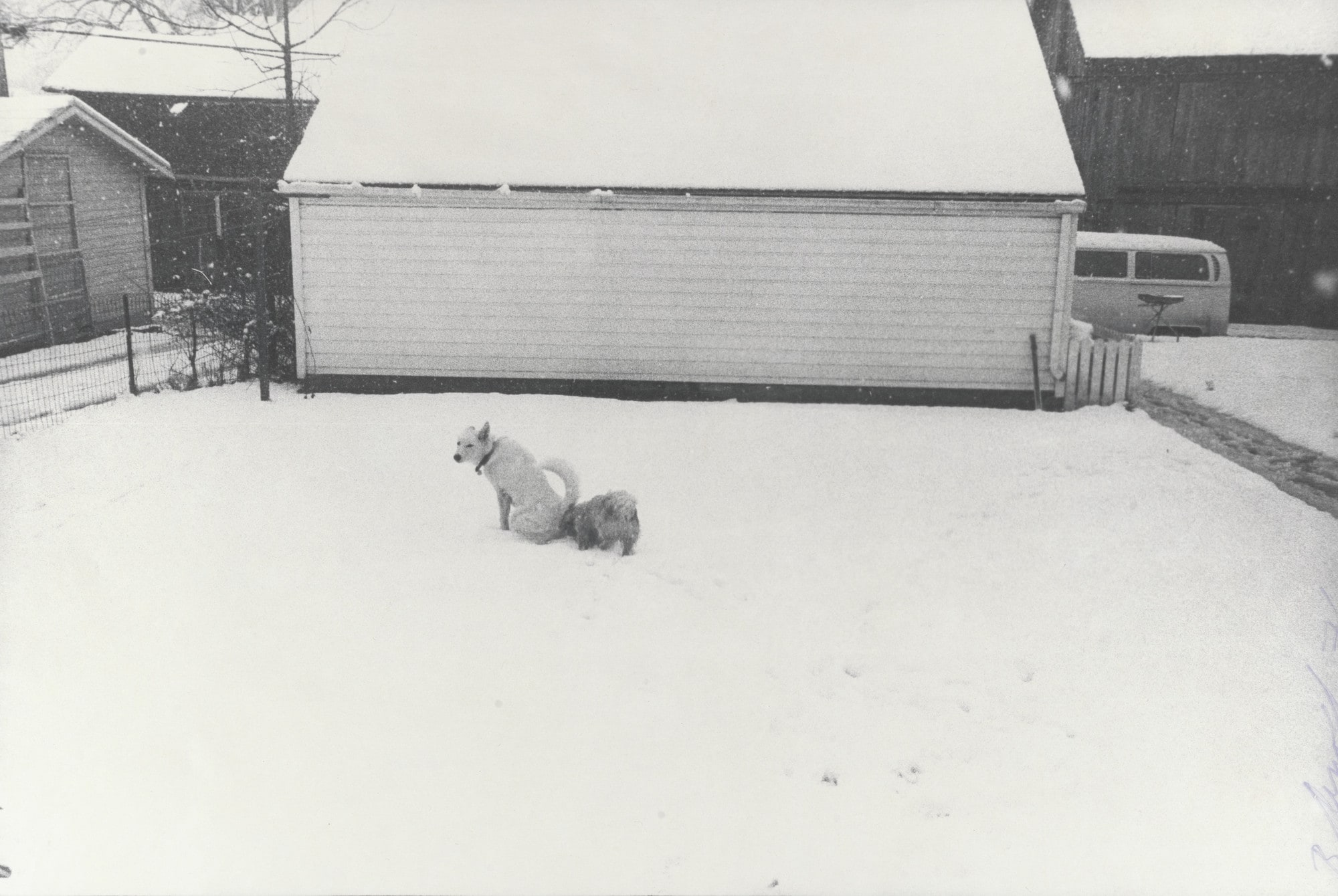 Honey Peeing in Snow, Iowa City